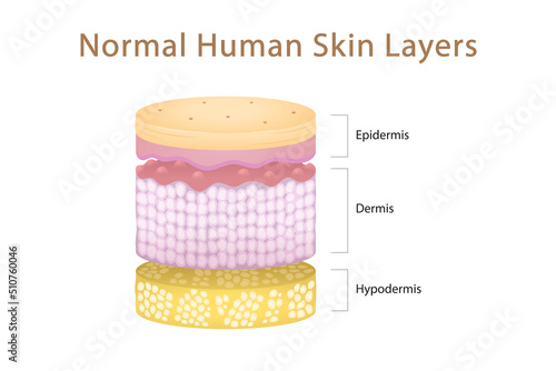 Normal Human Skin Split Layers Cylinder