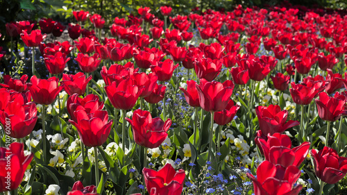 Fototapeta Naklejka Na Ścianę i Meble -  A field of red tulips in sunlight
