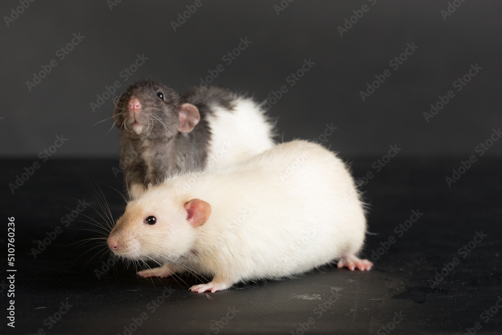 domestic rats closeup domestic rats closeup