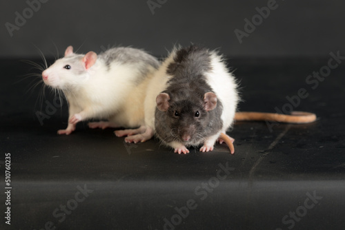 domestic rats on a black background