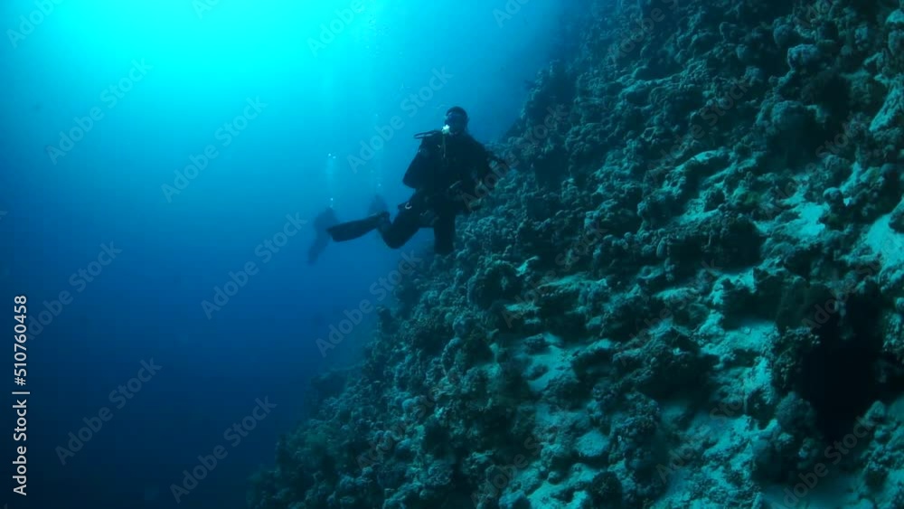 Slow motion video beautiful soft coral reef and colorful fish in tropical water with vibrant colors. Amazing, underwater marine sea world Red Sea and life of its inhabitants, creatures and diving. Slow motion video beautiful soft coral reef and colorful fish in tropical water with vibrant colors. Amazing, underwater marine sea world Red Sea and life of its inhabitants, creatures and diving.