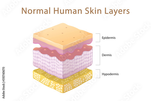 Normal Human Skin Split Layers Isometric Cube