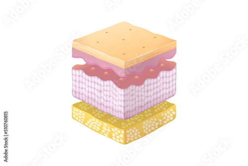 Normal Human Skin Split Layers Isometric Cube