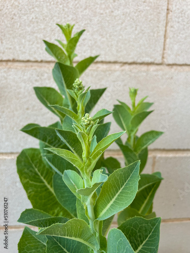 Flowering lettuce. Lettuce spikes blooming, with clusters of green buds at the top.