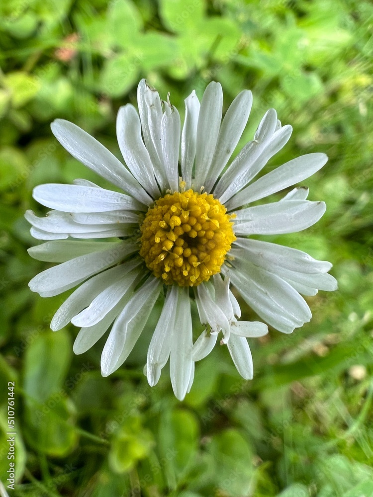 Fototapeta premium white daisy flower