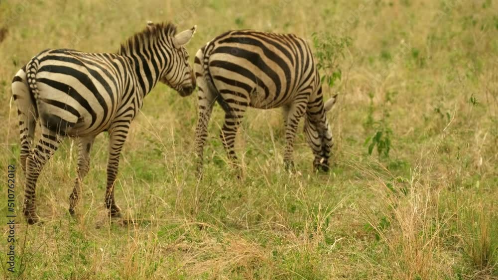 A pair of zebras in love huddled together graze in the wild on a meadow of the African savannah in the Tarangire National Park in Tanzania A pair of zebras in love huddled together graze in the wild on a meadow of the African savannah in the Tarangire National Park in Tanzania