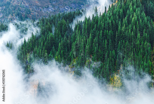 Aerial of pine trees in forest of Mount Rainier, Seattle, USA.