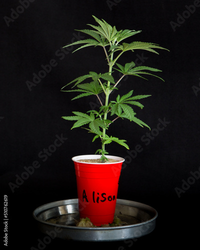 Cannabis plants young seedlings and marijuana clones 