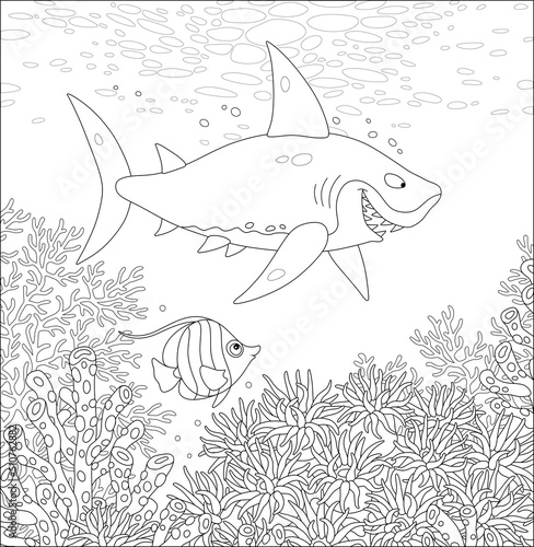Funny great white shark swi...