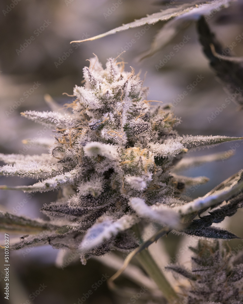 Cannabis fresh plants and flowers and buds Cannabis fresh plants and flowers and buds