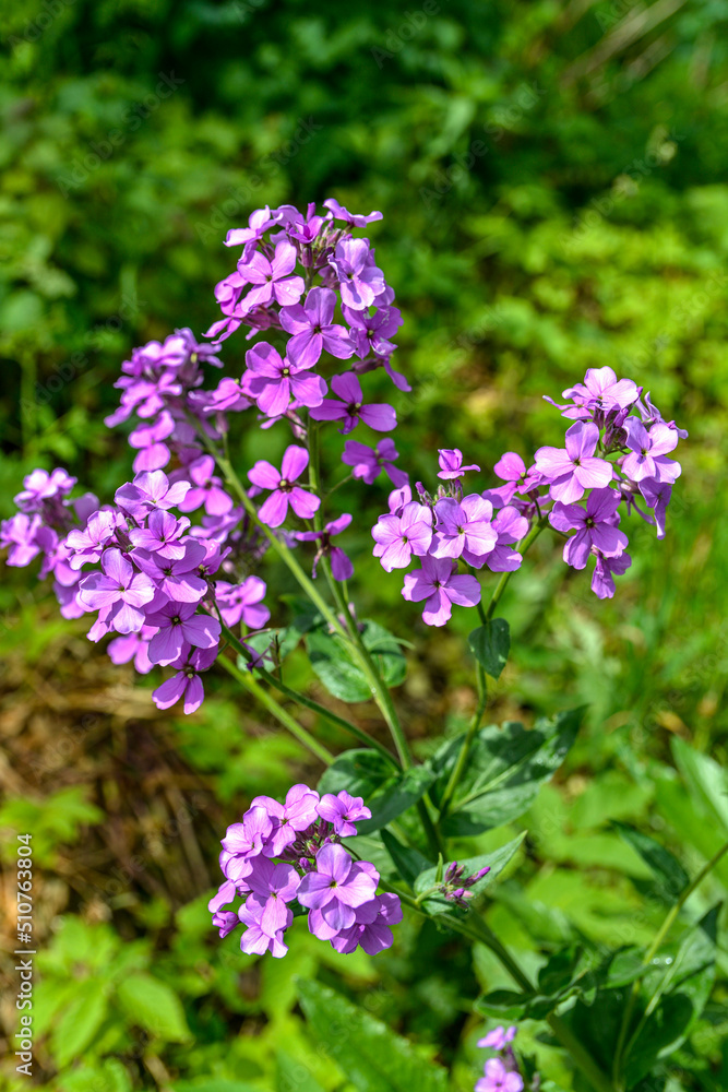 Purple flowers Hesperis matronalis Purple flowers Hesperis matronalis