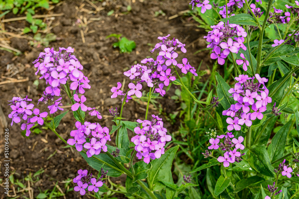 Purple flowers Hesperis matronalis Purple flowers Hesperis matronalis