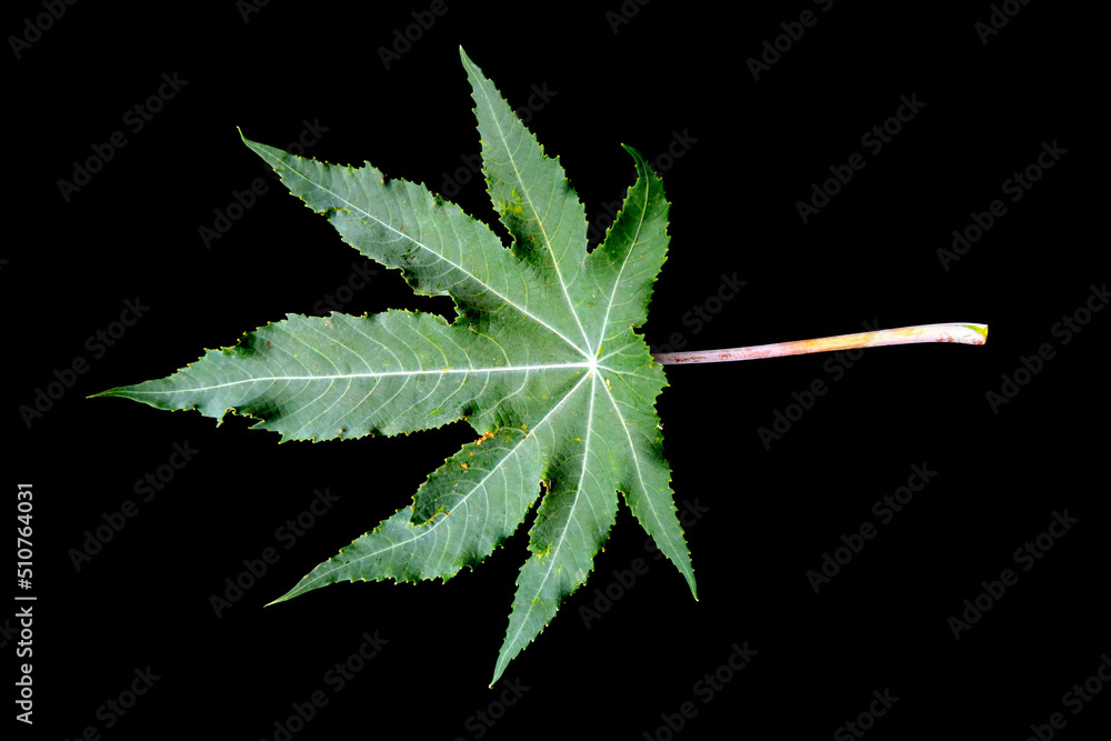 Leaf of Ricinus communis, the castor bean or castor oil plant. The ...