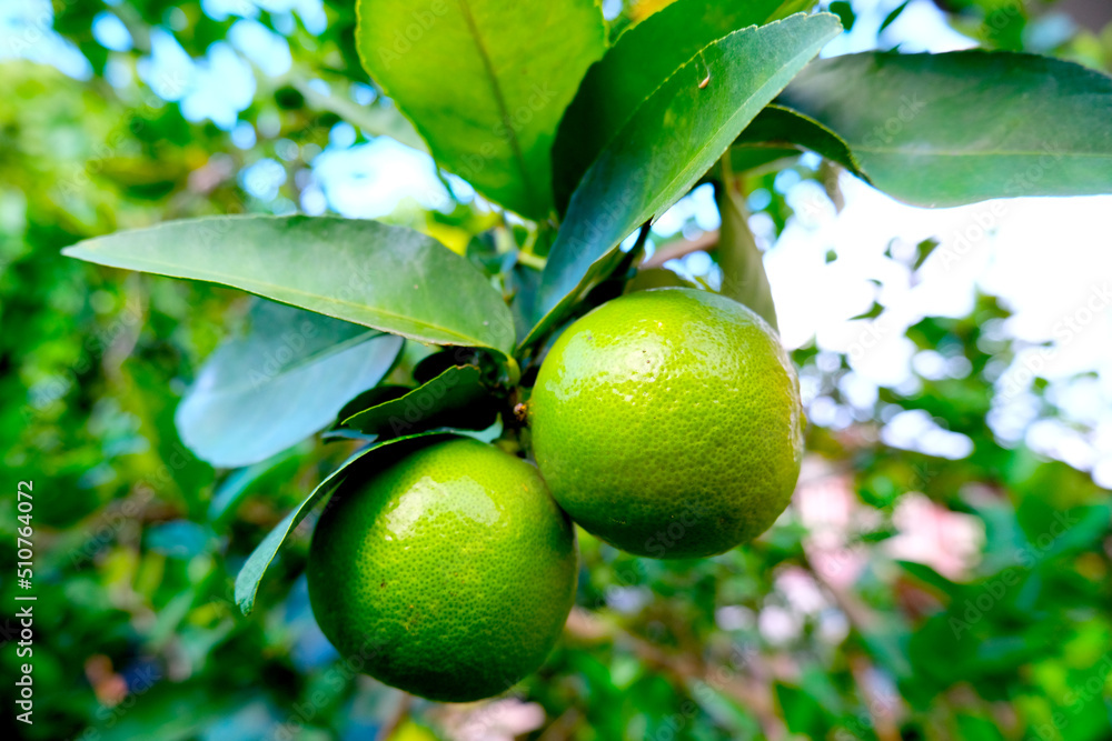 Lime fruit (Citrus × Aurantiifolia) Lime fruit (Citrus × Aurantiifolia)