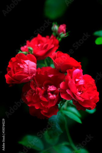 Red roses on balck background