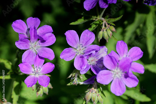 The family of lilac flowers.