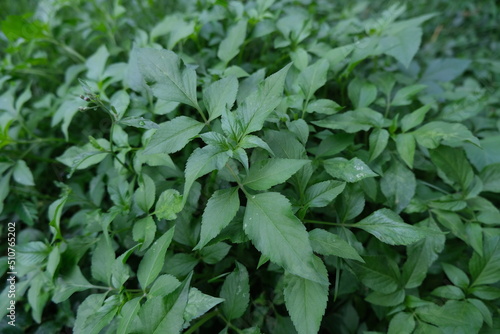 Photography Young stem of Bidens pilosa,hitch hikers, black-jack, leaves are oppositely arranged and range from simple to pinnate in form, the upper leaves with three dentate ovate-to-lanceolate leaflets