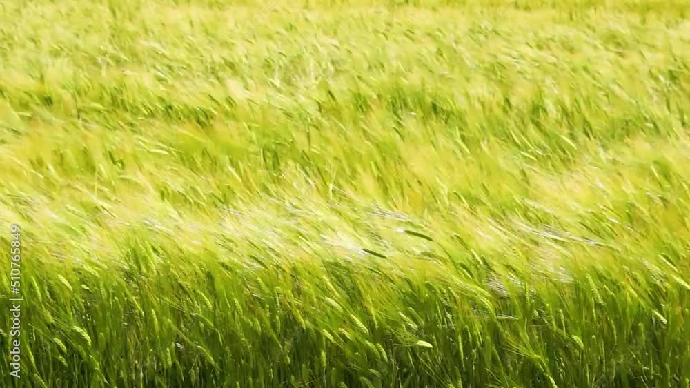 風にゆれる麦の穂　阿蘇　カルデラ