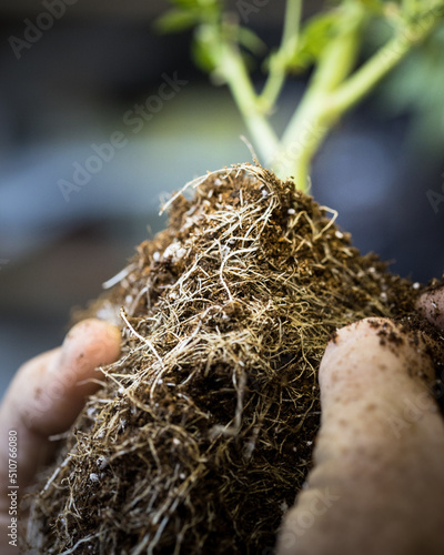 Cannabis plant and root structure from indoor coco grow