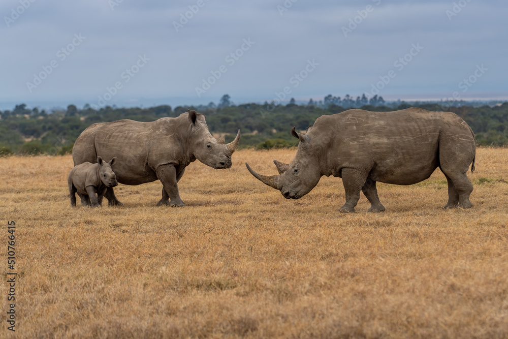 Obraz premium White Rhinoceros Ceratotherium simum Square-lipped Rhinoceros at Khama Rhino Sanctuary Kenya Africa.