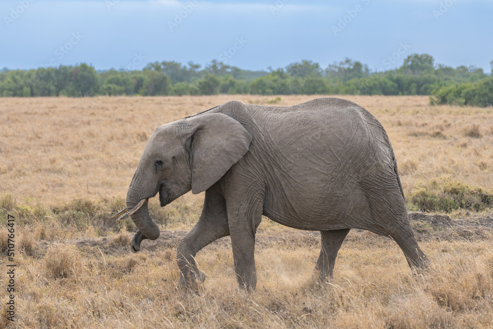 Clsoe up of African Bush Elephants walking on the road in wildlife reserve. Maasai Mara, Kenya, Africa. (Loxodonta africana)