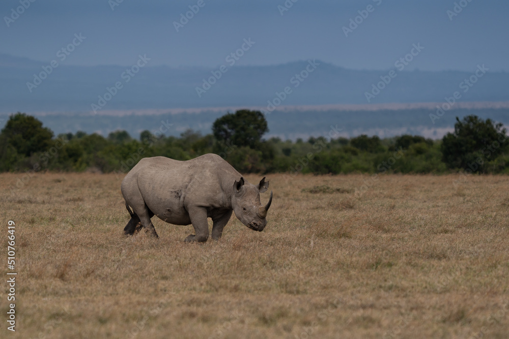 Obraz premium White Rhinoceros Ceratotherium simum Square-lipped Rhinoceros at Khama Rhino Sanctuary Kenya Africa.