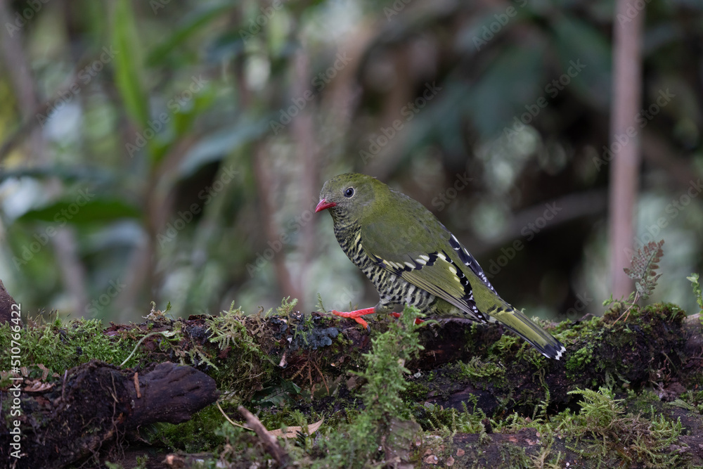 Obraz premium A Barred Fruiteater (Pipreola arcuate) perched on a lichen covered branch, Colombia, South America