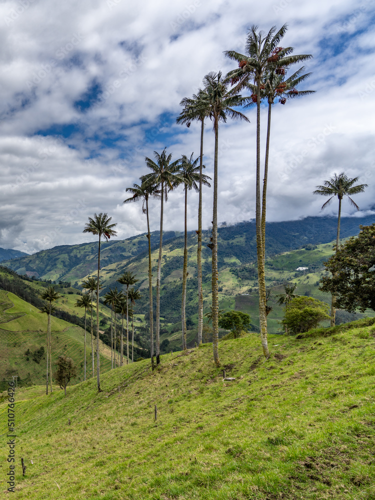 Naklejka premium Wax palm trees, native to the humid montane forests of the Andes, towering the landscape of Cocora Valley at Salento, among the coffee zone of Colombia