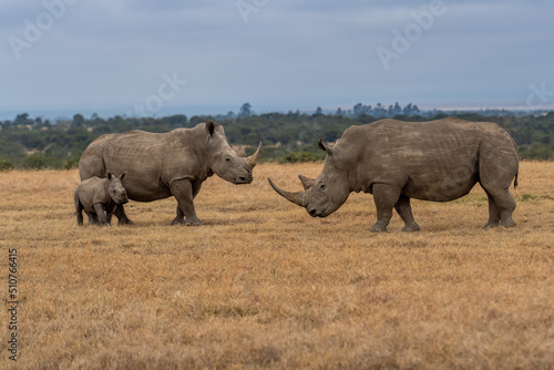 Murais de parede White Rhinoceros Ceratotherium simum Square-lipped Rhinoceros at Khama Rhino Sanctuary Kenya Africa