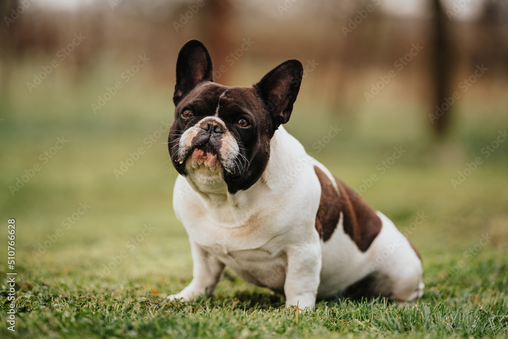 french bulldog sitting on grass