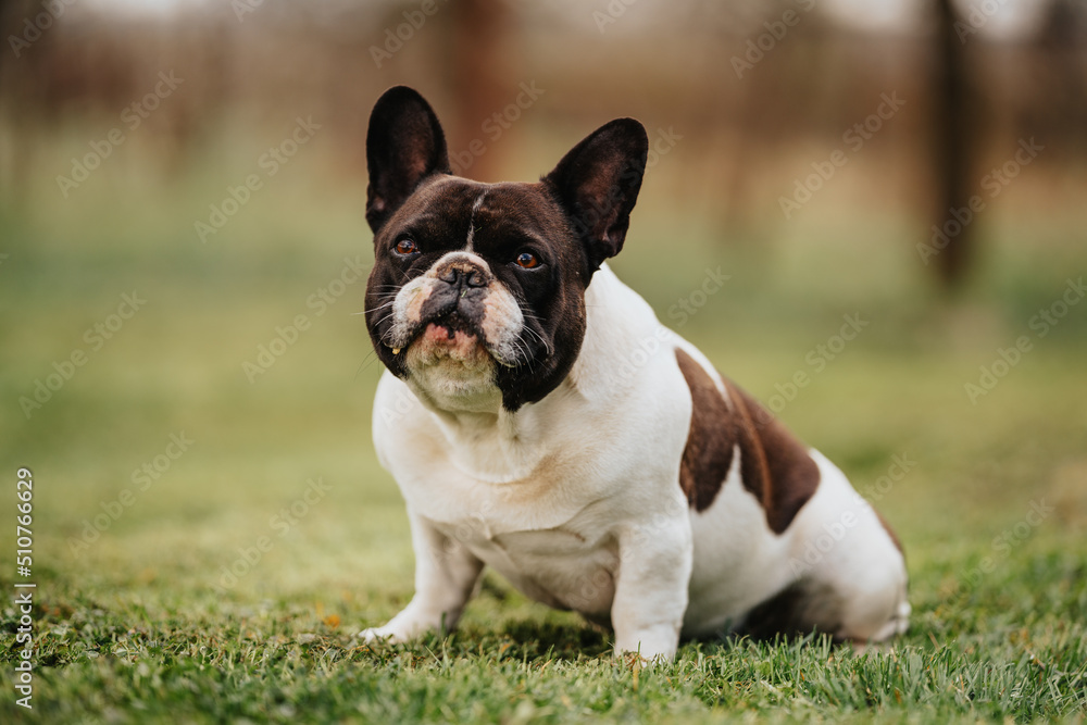 french bulldog sitting on grass french bulldog sitting on grass
