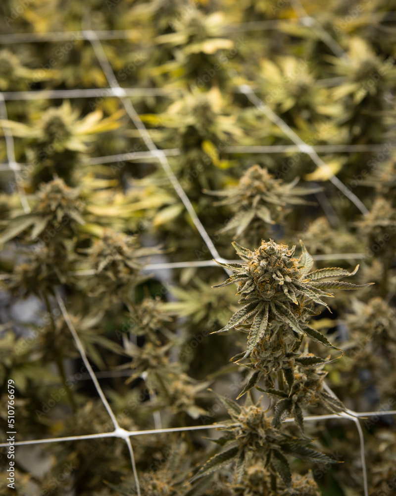 Beautiful live cannabis plants, flowers and buds. Fresh marijuana. Beautiful live cannabis plants, flowers and buds. Fresh marijuana.