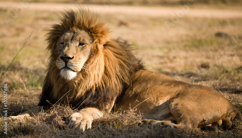 Beautiful background and passage with the lion king resting in the African savannah of South Africa  is the most desired animal to see on safari and one of the five great animals of Africa.