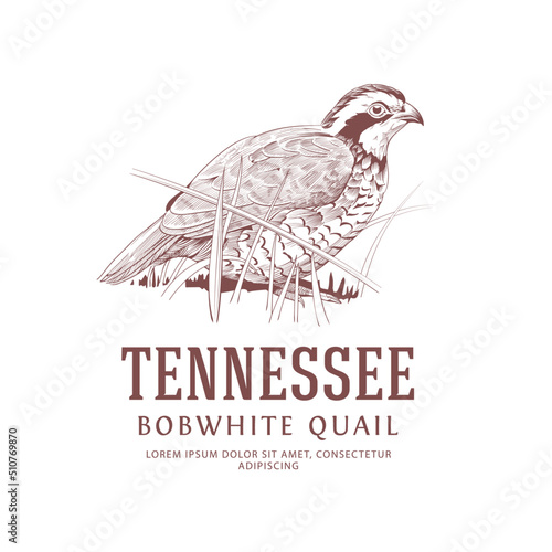 Fotografia Vintage Bird Logo. Tennessee State Bird. Bobwhite Quail