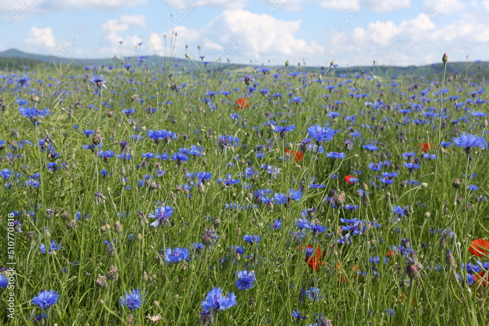 Ein Mohnblumenfeld in der Thueringer Rhon ist ein Bluetenmeer. Thueringen, Deutschland, Europa --
A field of poppies in the Thuringian Rhoen is a sea of flowers. Thuringia, Germany, Europe Ein Mohnblumenfeld in der Thueringer Rhon ist ein Bluetenmeer. Thueringen, Deutschland, Europa --
A field of poppies in the Thuringian Rhoen is a sea of flowers. Thuringia, Germany, Europe