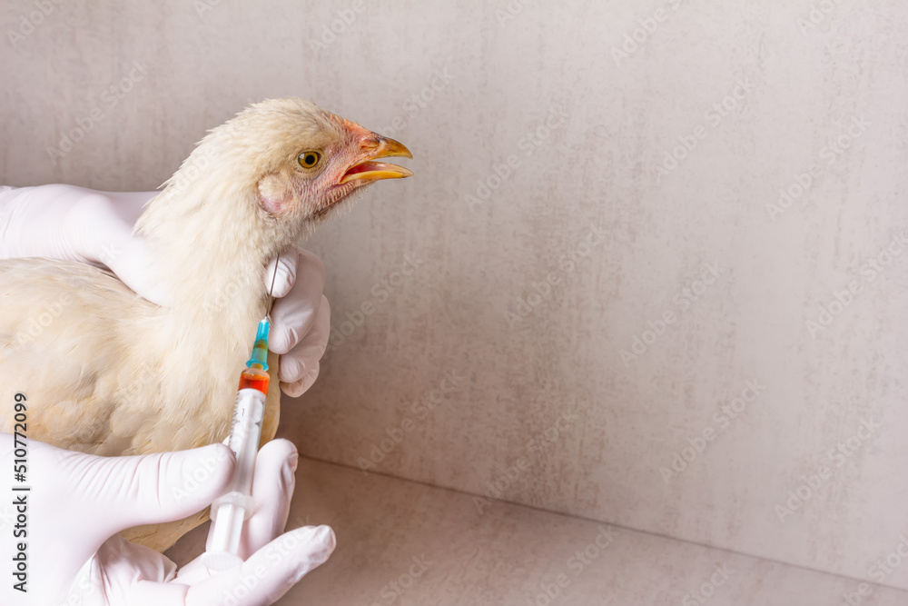 Hands of female veterinarian in white gloves with syringe and white Leghorn chicken on gray background with copy space. Treatment of chickens from avian flu, infectious bronchitis, bronchopneumonia