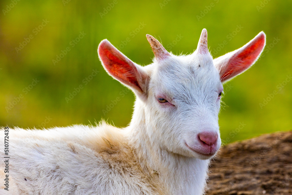 Obraz premium まどろむやぎ