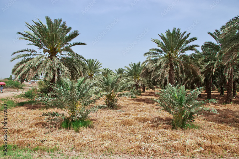 Some palms in the village close Kot Diji Fort in Khairpur District, Pakistan