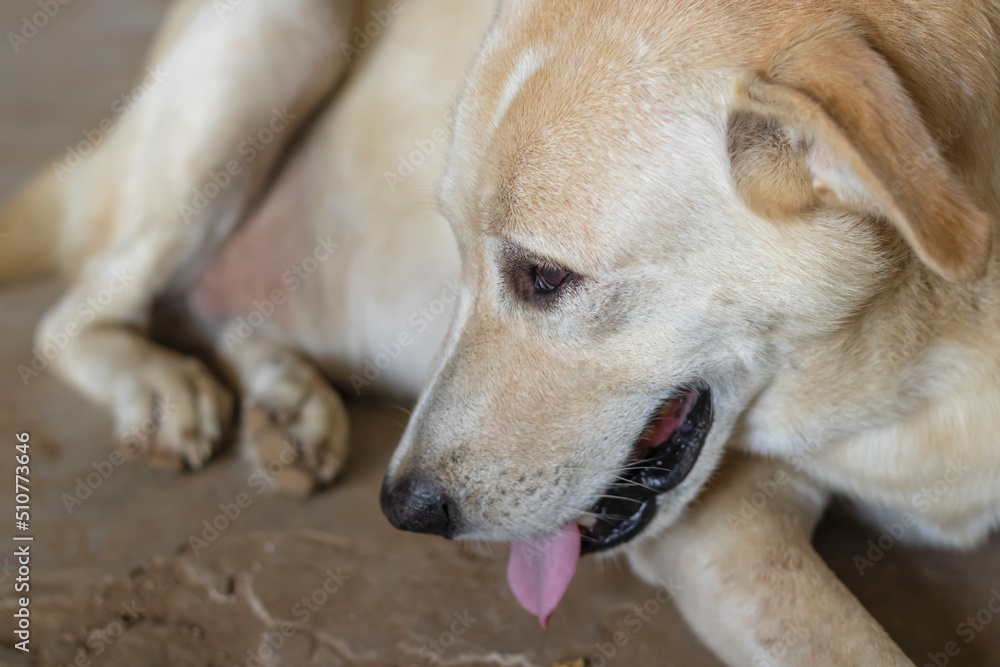 A brown dog with a sad expression lies on the ground. A brown dog with a sad expression lies on the ground.