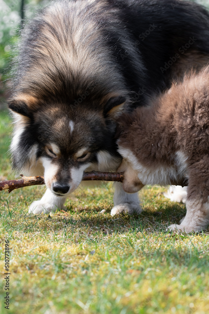 Portrait of a Finnish Lapphund dog and puppy Portrait of a Finnish Lapphund dog and puppy