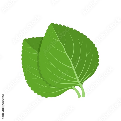 Vector illustration, green shiso leaf, or Perilla frutescens, isolated on white background.