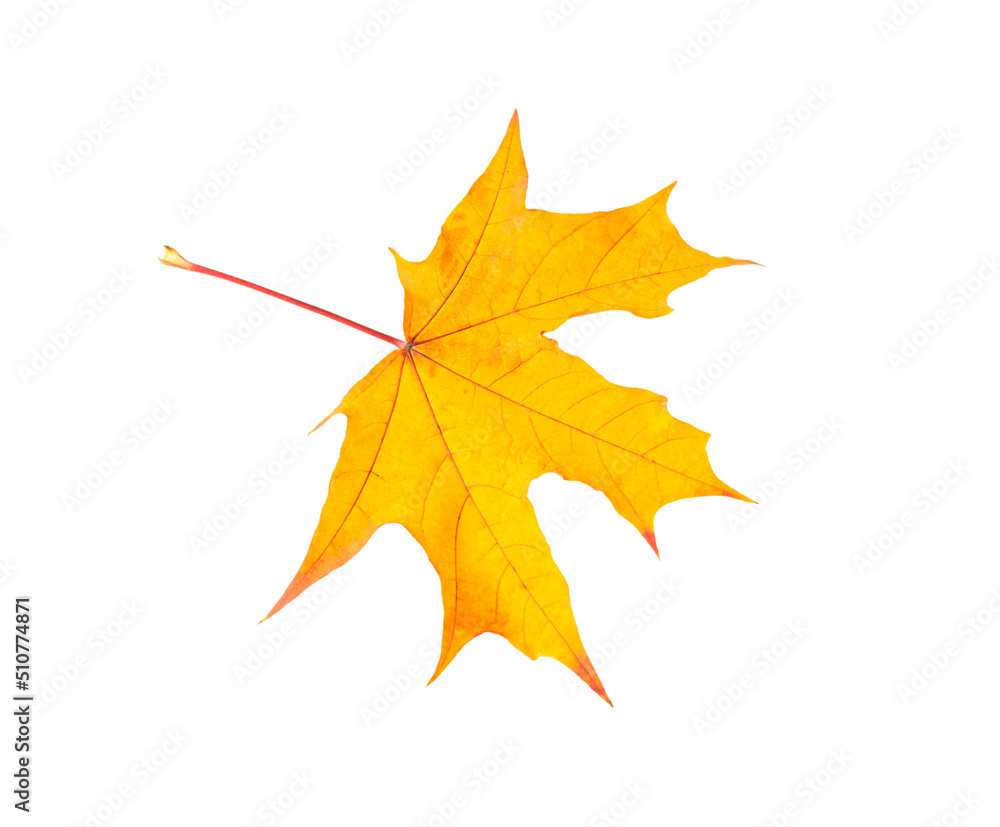 autumn orange maple leaf isolated on white autumn orange maple leaf isolated on white
