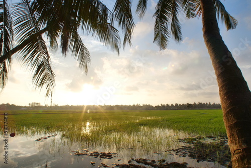 Beautiful gold color sunset at green paddy field and coconut tree as framing