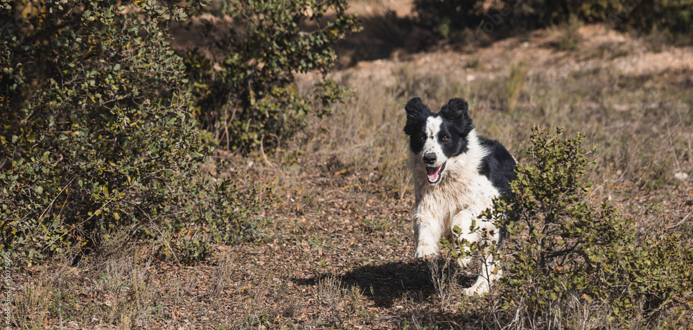 Border Collie dog running after call in the middle of a field