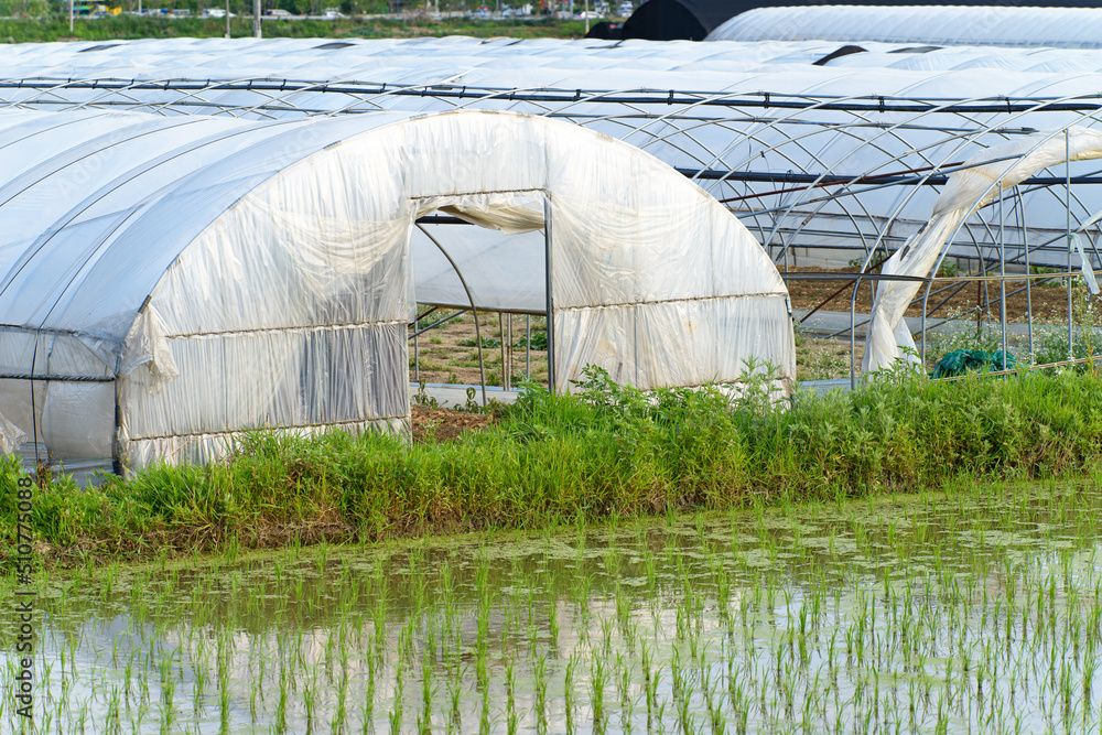 Farmland filled with water and cultivated crops Farmland filled with water and cultivated crops