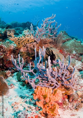 Coral reef with black starfish