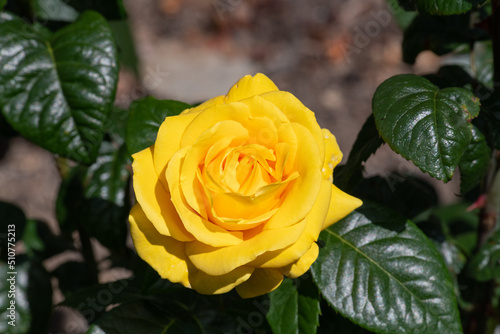 yellow rose in garden