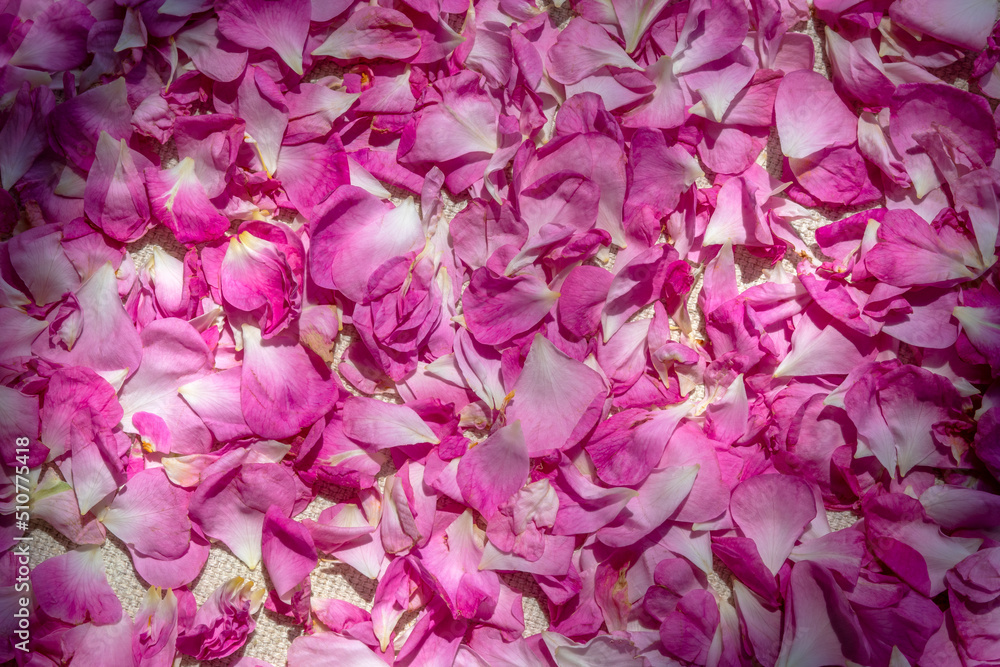 Pink petals of bulgarian rose. Drying petals for flower tea. Pink natural background. Topic: Flower tea from rose petals Pink petals of bulgarian rose. Drying petals for flower tea. Pink natural background. Topic: Flower tea from rose petals