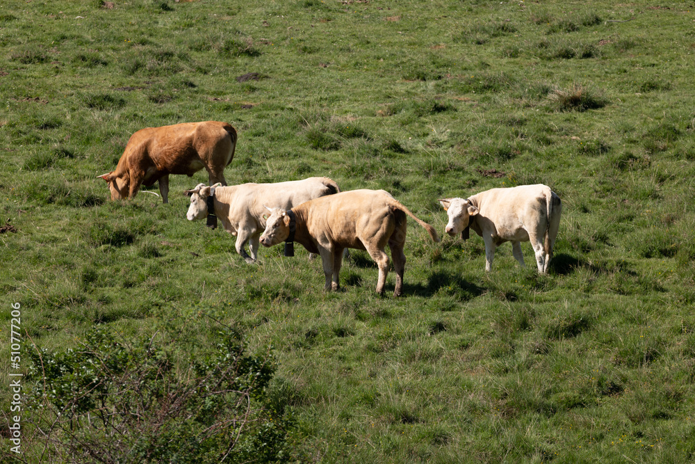 cows on the pasture
