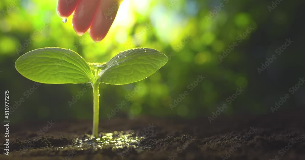 Farmer's hand watering a young plant